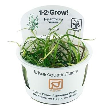 Tropica Helanthium Vesuvius 1-2-grow! (medium), Animaux & Accessoires, Poissons | Aquariums & Accessoires, Envoi
