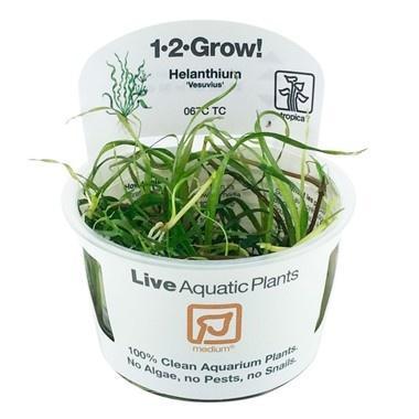 Tropica Helanthium Vesuvius 1-2-grow! (medium), Dieren en Toebehoren, Vissen | Aquaria en Toebehoren, Nieuw, Verzenden