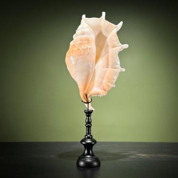 Prachtige spinnenschelp op een aangepaste standaard -