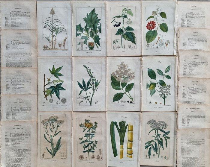 Francois Pierre Chaumeton / Ernestine Panckoucke - Lot with, Antiek en Kunst, Antiek | Boeken en Manuscripten