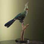 Schalows Toerako Taxidermie Opgezette Dieren By Max, Verzamelen, Ophalen of Verzenden, Nieuw, Vogel, Opgezet dier