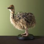 Struisvogel Jong Taxidermie Opgezette Dieren By Max, Ophalen of Verzenden, Nieuw, Vogel, Opgezet dier