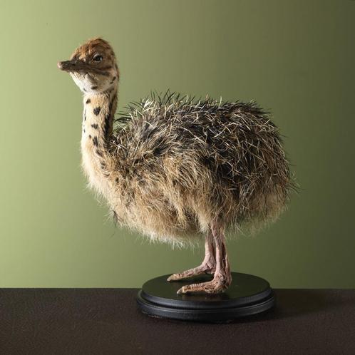 Struisvogel Jong Taxidermie Opgezette Dieren By Max, Verzamelen, Dierenverzamelingen, Opgezet dier, Nieuw, Vogel, Ophalen of Verzenden