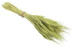 Tarwe Wheat droogbloemen Groen 75 gram, Nieuw