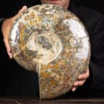 Exclusif Rare Polish Red et Cleoniceras - Coquillage