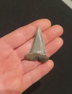 Haai - Fossiele tand - Cosmopolitodus Hastalis - 4.8 cm, Verzamelen, Mineralen en Fossielen