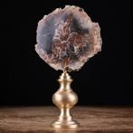 Bois fossilisé - Une Histoire Géologique Dans Votre Maison.