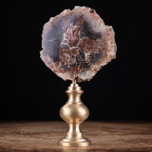 Bois fossilisé - Une Histoire Géologique Dans Votre Maison., Verzamelen, Mineralen en Fossielen