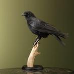 Kraai Taxidermie Opgezette Dieren By Max, Verzamelen, Dierenverzamelingen, Ophalen of Verzenden, Nieuw, Vogel, Opgezet dier