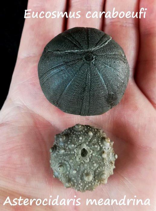 Indrukwekkende zee-egel!!! - Uitzonderlijke grootte!!! -, Verzamelen, Mineralen en Fossielen