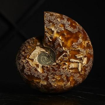 Ammonite - Animal fossilisé - Aioloceras (Cleoniceras) sp. -