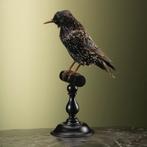 Spreeuw Taxidermie Opgezette Dieren By Max, Verzamelen, Ophalen of Verzenden, Nieuw, Vogel, Opgezet dier