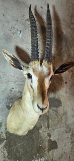 Gazelle de Thomson dAfrique de lépaule Support de corps, Verzamelen, Nieuw