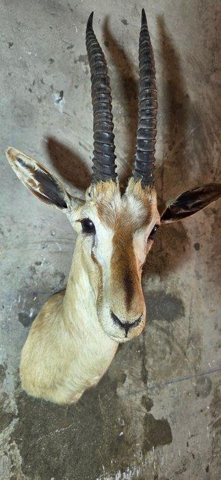 Gazelle de Thomson dAfrique de lépaule Support de corps, Verzamelen, Dierenverzamelingen