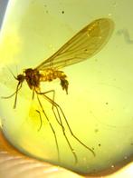 Barnsteen (Zonder minimumprijs), Verzamelen