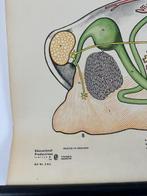 Vintage zoologische schoolkaart – “Mussel / Moule / Molusco