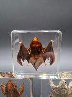 vleermuis, pad, schildpad Taxidermie volledige montage -