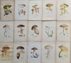 Claude Casimir Gillet (1806-1896) - Lot. of 15 plates Les