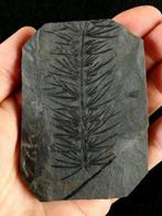 Fossiele plant met uitzonderlijk goed bewaard gebleven!! -