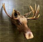 Europese Eland 86*92*81 Taxidermie Opgezette Dieren By Max