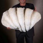Coquille de clam gigante - Résine - Réplique Coquillage, Nieuw