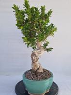 Bonsaï Figuier (Ficus) - Hauteur (arbre) : 70 cm -
