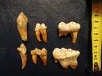 Fossiele tanden - Ursus spelaeus