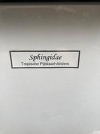 Vlinder Taxidermie volledige montage - Sphingidae - 64.5 cm, Verzamelen, Nieuw