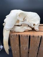 Walrus Schedel van een zoogdier - Odobenus rosmarus - 70 cm, Verzamelen, Dierenverzamelingen, Nieuw