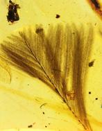 Ambre - Ambre - A bunch of feathers from 100 million years, Collections