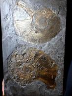 Ammoniet - Fossiele matrix - XXL Lytoceras, Holzmaden - 50