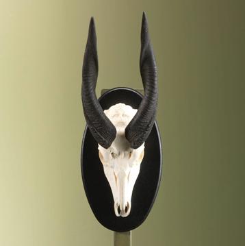 Bushbuck Schedel Taxidermie Opgezette Dieren By Max, Ophalen of Verzenden, Opgezet dier