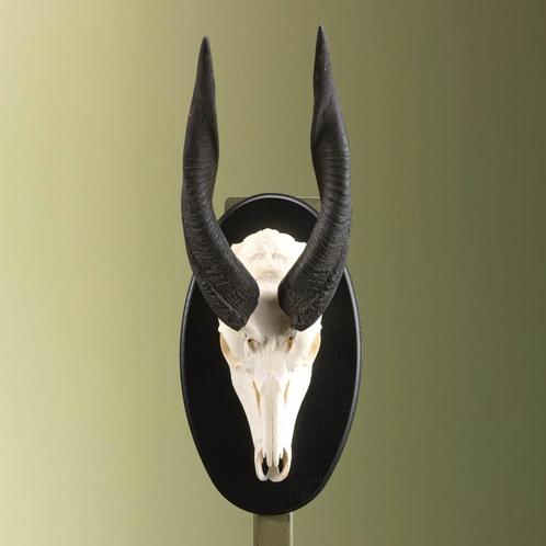 Bushbuck Schedel Taxidermie Opgezette Dieren By Max, Verzamelen, Dierenverzamelingen, Opgezet dier, Nieuw, Wild dier, Ophalen of Verzenden