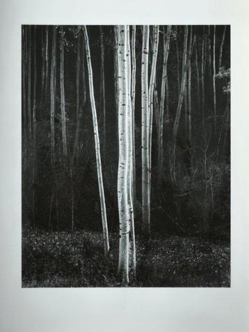 Ansel Adams - Aspens, Northern New Mexico, 1958