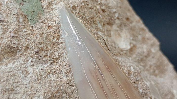 Haai - Fossiele tanden - Otodus Obliquus - 13.4 cm - 9.8 cm, Verzamelen, Mineralen en Fossielen