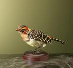 Vuurkopbaardvogel Taxidermie Opgezette Dieren By Max, Verzamelen, Ophalen of Verzenden, Nieuw, Vogel, Opgezet dier