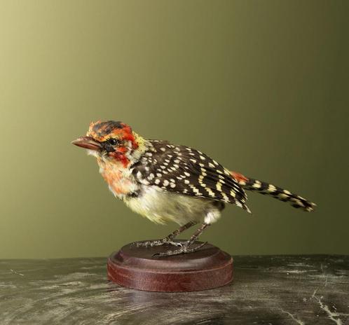 Vuurkopbaardvogel Taxidermie Opgezette Dieren By Max, Verzamelen, Dierenverzamelingen, Opgezet dier, Nieuw, Vogel, Ophalen of Verzenden