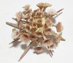 Zeer zeldzame en adembenemende trompetzeekomkommer  Diepzee, Nieuw