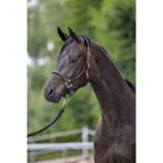 Licol cordano olive pony - kerbl
