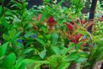 Aquariumplanten mix pakket 18 stuks - 5cm pot, Dieren en Toebehoren, Ophalen of Verzenden, Nieuw, Plant(en), Steen of Hout