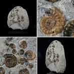 Ammoniet - Gefossiliseerde schelp - Multi ammonite block -, Verzamelen