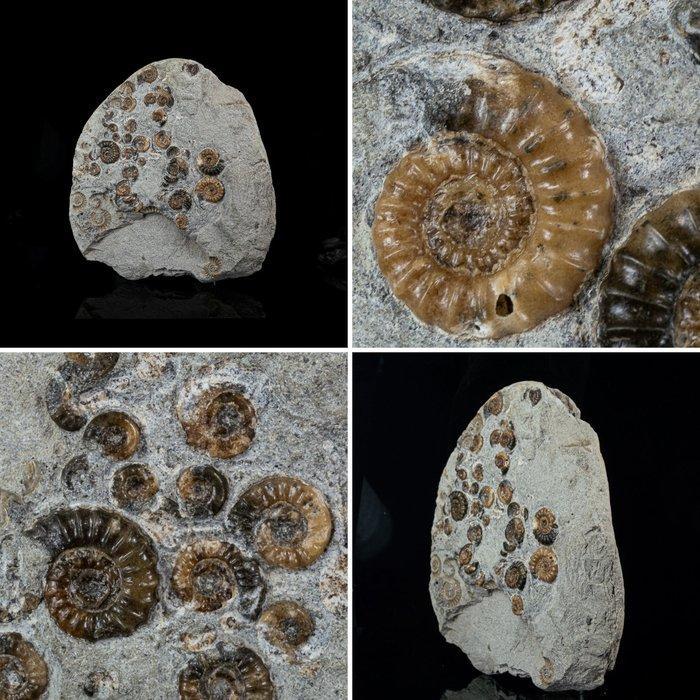 Ammoniet - Gefossiliseerde schelp - Multi ammonite block -, Verzamelen, Mineralen en Fossielen