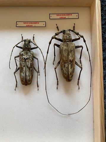 Kevel Taxidermie volledige montage - Dynaste hercule