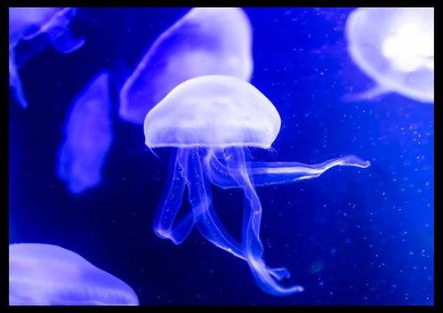 Roberto Cavalli (1971) - Jellyfish, In the blue #723, Antiek en Kunst, Kunst | Schilderijen | Modern