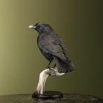 Kraai Taxidermie Opgezette Dieren By Max, Verzamelen, Dierenverzamelingen, Ophalen of Verzenden, Nieuw, Vogel, Opgezet dier
