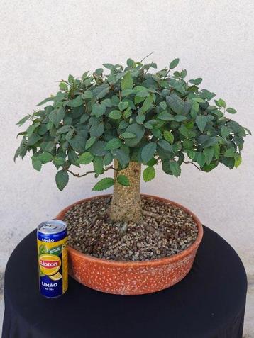 Bonsaï Orme Japonais (Zelkova) - Hauteur (arbre) : 35 cm -