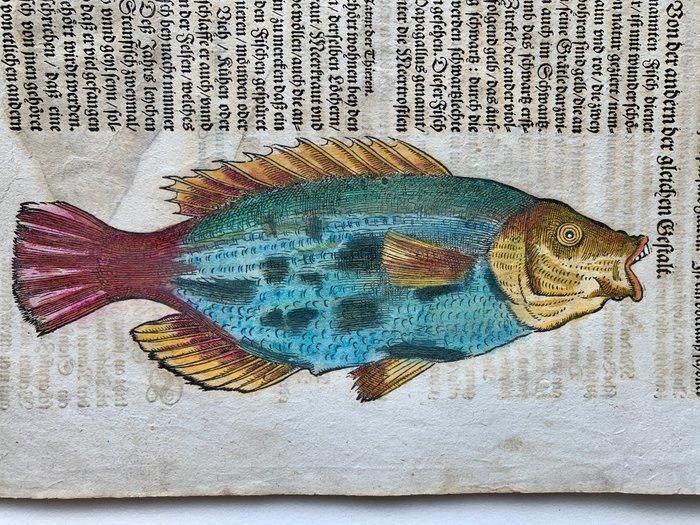 Conrad Gesner - Fischbuch - 1598, Antiek en Kunst, Antiek | Boeken en Manuscripten
