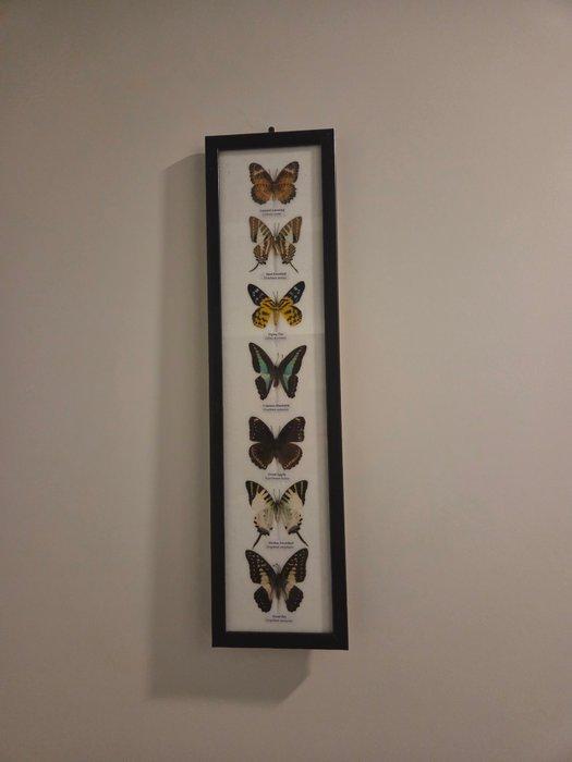 Vlinder Taxidermie volledige montage - Lepidoptera - 53 cm -, Verzamelen, Dierenverzamelingen