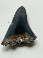 Megalodon tand 6,2 cm - Fossiele tand - Carcharocles, Verzamelen, Mineralen en Fossielen