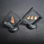 Dinosaurus Tand - Mosasaurus - 7 cm - 5 cm - 7 cm - (4), Nieuw